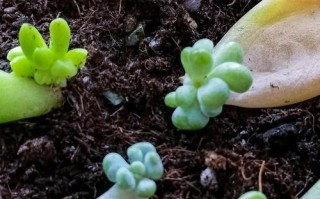 哪些多肉冬季能发芽？