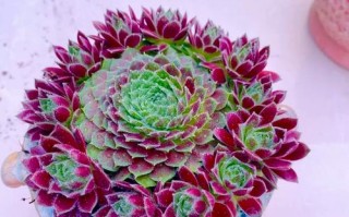 紫牡丹有毒吗？