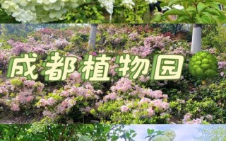 成都绿化盆栽苗木基地在哪里？