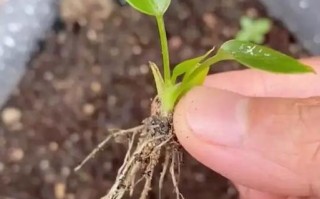 水培红掌如何促发新根？