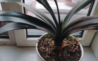 秋天种什么盆栽最好养