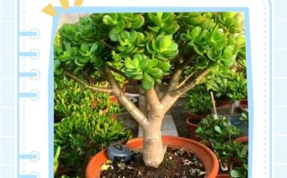 玉树多肉怎么养才好？