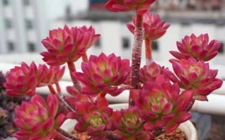 多肉养殖难易地区排名如何？