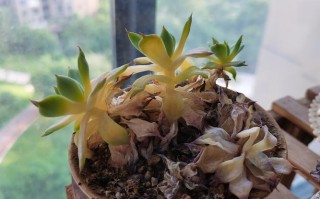 多肉叶子化水能自愈吗？