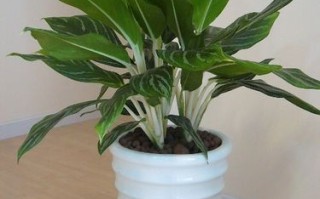 水培万年青叶子为何越长越小？