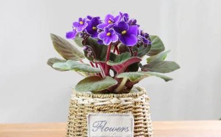 盆栽非洲堇几月开花？