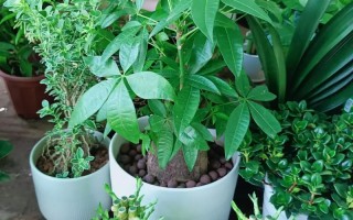 超市能买到小型盆栽吗？