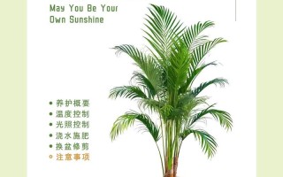 室内大盆栽养殖技术要点有哪些？