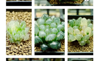 十二卷多肉喷水，干湿怎么把握？