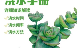 高温多肉植物怎么浇水