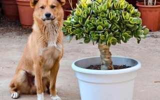 多肉老桩能水培吗？生根难不难？