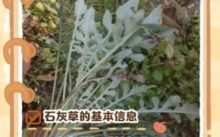 草本灰适合盆栽吗？