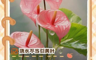 水培红掌叶子发黄焦边干