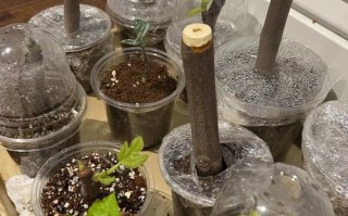 无花果盆栽怎么种？方法有哪些？