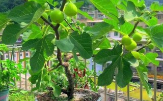 无花果盆栽怎么养？视频教你轻松搞定！