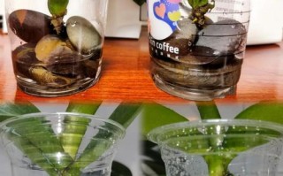 水培蝴蝶兰几天换一次水合适？