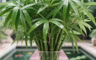 竹柏水培叶子发黄咋办？