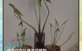 水培植物不生长的原因