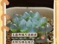 玉露怎么繁殖？分株还是叶插？