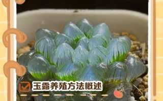 玉露怎么繁殖？分株还是叶插？