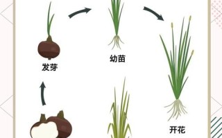 盆栽荸荠怎么种？肥料该怎么选？