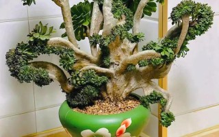 多肉盆景论坛如何激活市场新活力？