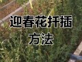 迎春花根能水培吗？