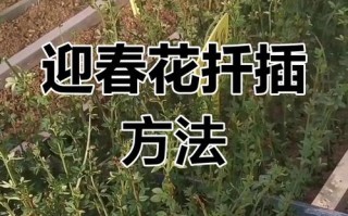 迎春花根能水培吗？