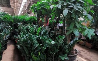 济南哪里有卖植物盆栽