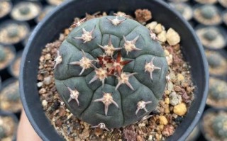 猫爪多肉怎么繁殖？