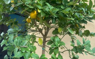 柠檬树盆栽为何不结果？