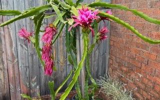 北方盆栽火龙果冬季如何保暖防冻？