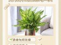 水培植物怎么施肥才合适？