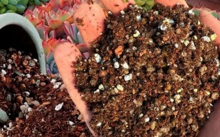 多肉植物能用泥土养吗？