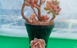 冬美人白牡丹多肉怎么养？