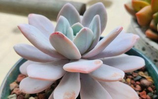 雪莲多肉播种时间怎么选？