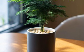 车内盆栽选哪种最好看又好养？