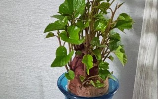 水培红薯根系会疯长吗？