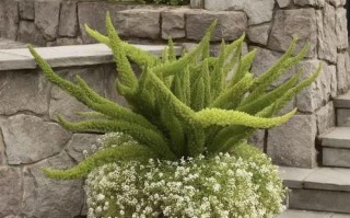 哪些室外盆栽花最好养活？