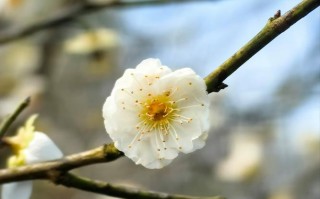 梅花盆栽枝干长白斑是何原因？