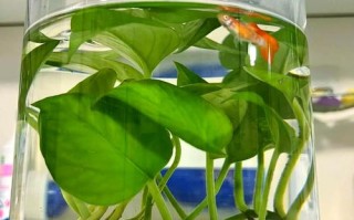 水培植物适合搭配什么鱼？