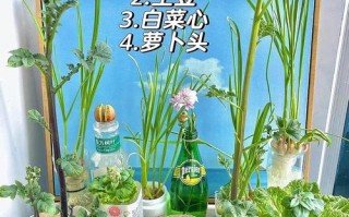 哪些蔬菜适合水培种植？