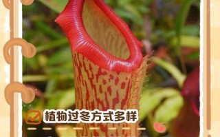 南方盆栽如何安全过冬？