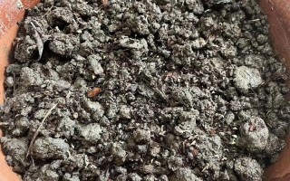 盆栽乒乓菊种子怎么种？