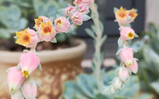 多肉植物到底多久才会开花呀？