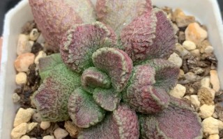 多肉水泡繁殖方法是什么？