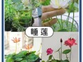 盆栽荷花什么时间施肥