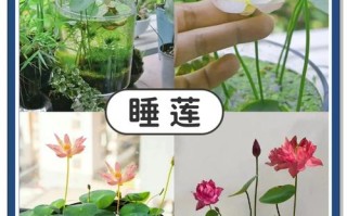 盆栽荷花什么时间施肥