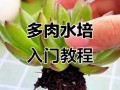 如何让多肉放在水里生根