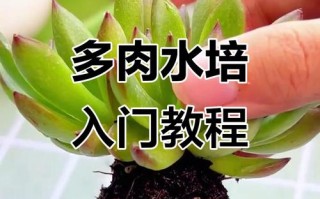 如何让多肉放在水里生根